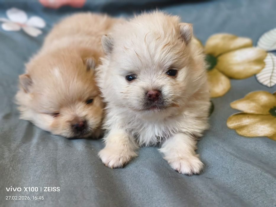 Очаровательные щенки шпица.