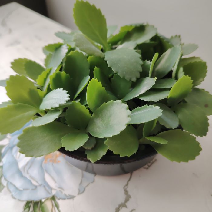 Каланхое лечебное