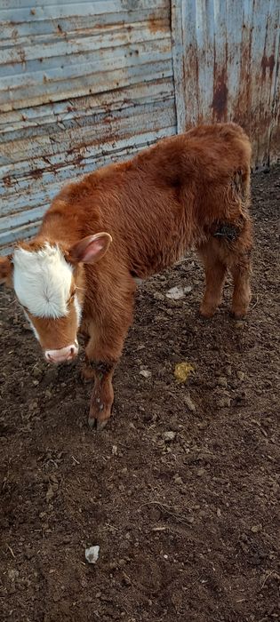 Бычок теленок очень крепкий белоголовый