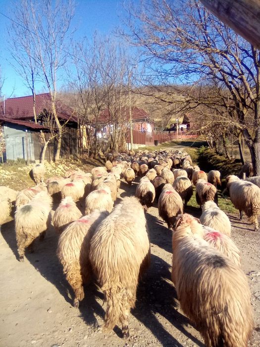 Vand 70 de oi de ținut