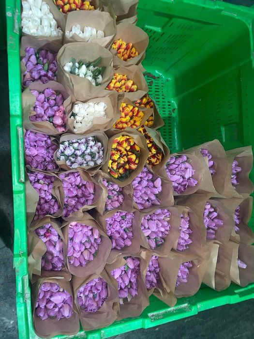 Тюльпаны Оптом Cамый Крупный