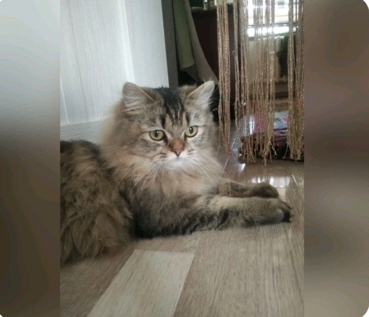 Zotli mushuk sotiladi