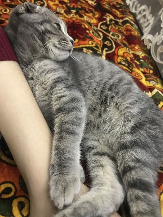 мушук сотилади срочна