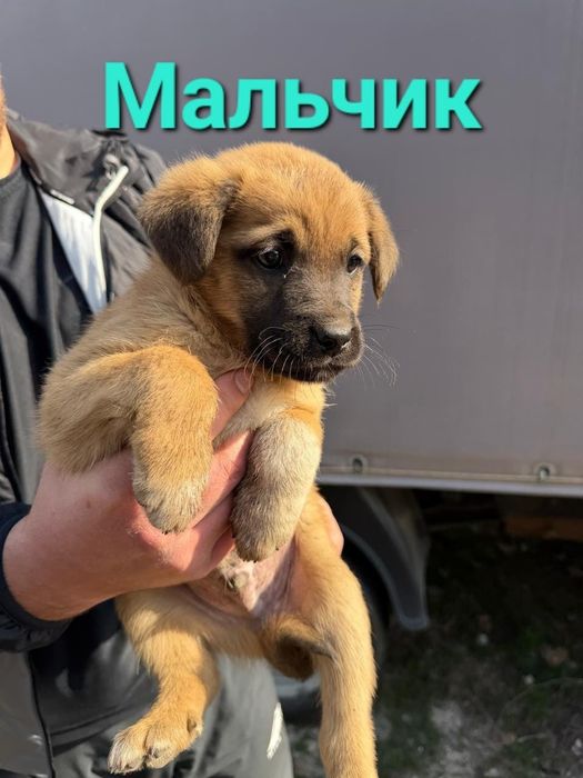 Пристраиваются обаятельные щенки