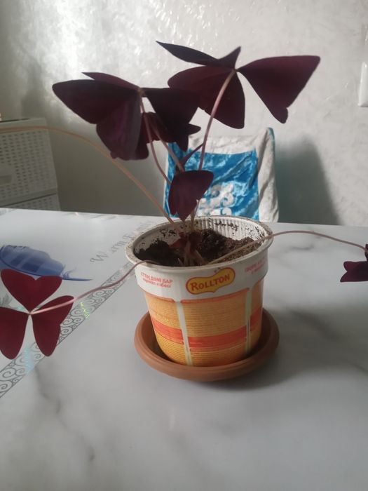 Оксалис, кислица или "бабочка"