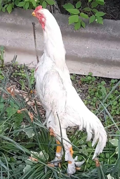 Продам куры о  шамо