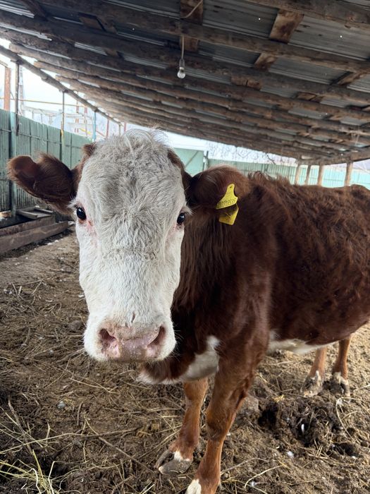 Корова ( Стельная ) Телка