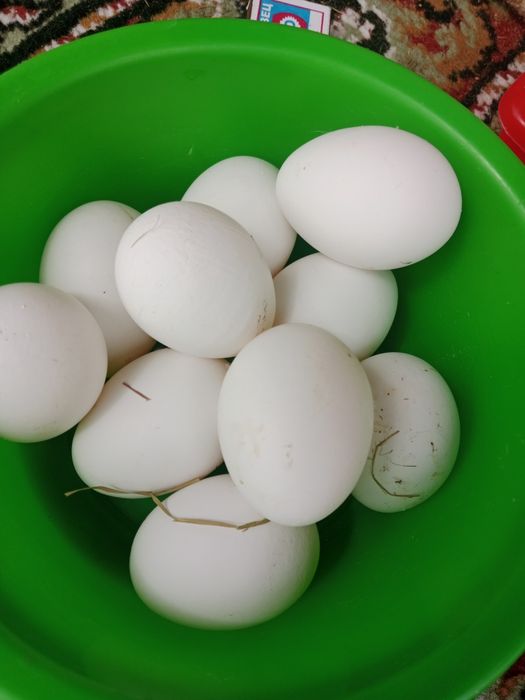 Продам Домашнее яйцо