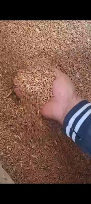 Таза ұрықтық бидай