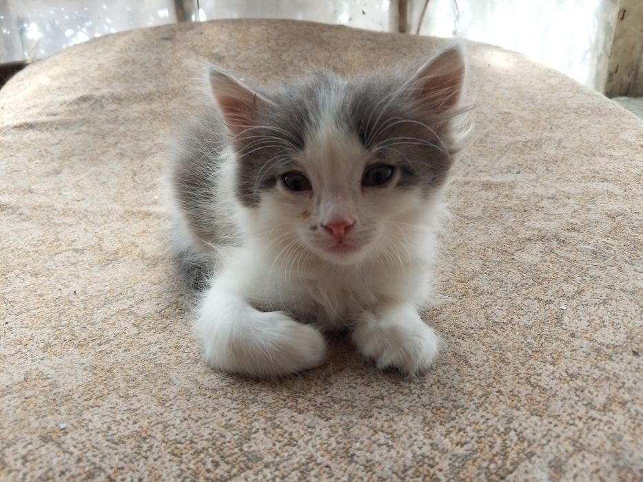 Котята в добрые руки Мальчики