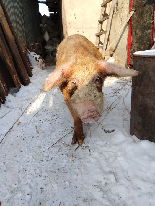 Продам 2-х годовалого кобана хряк