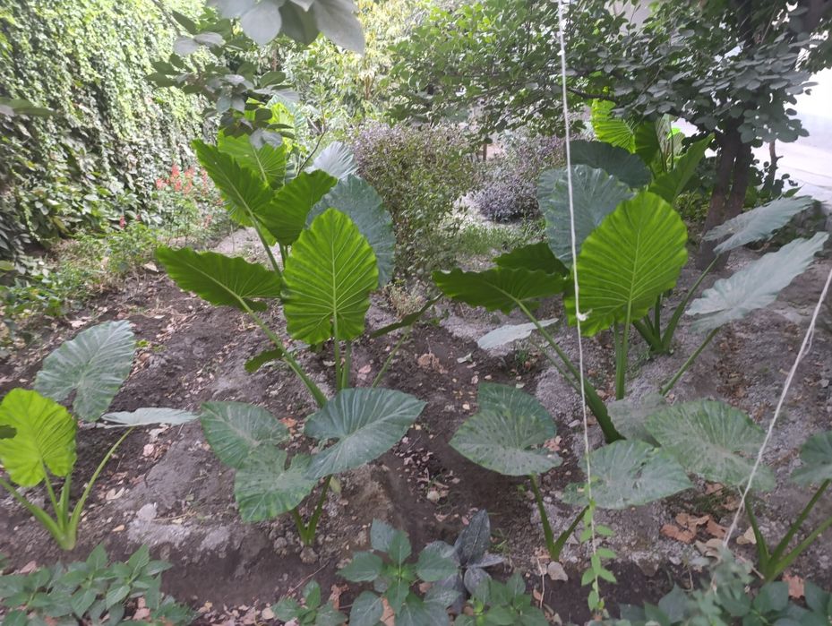 Алакозия среднего размера