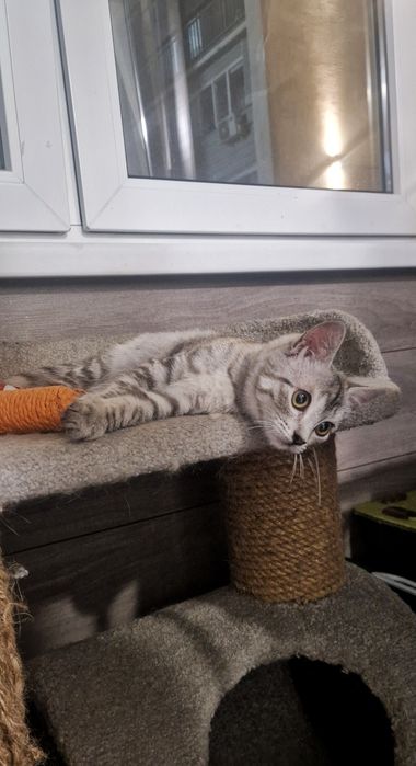 Котенок в добрые руки