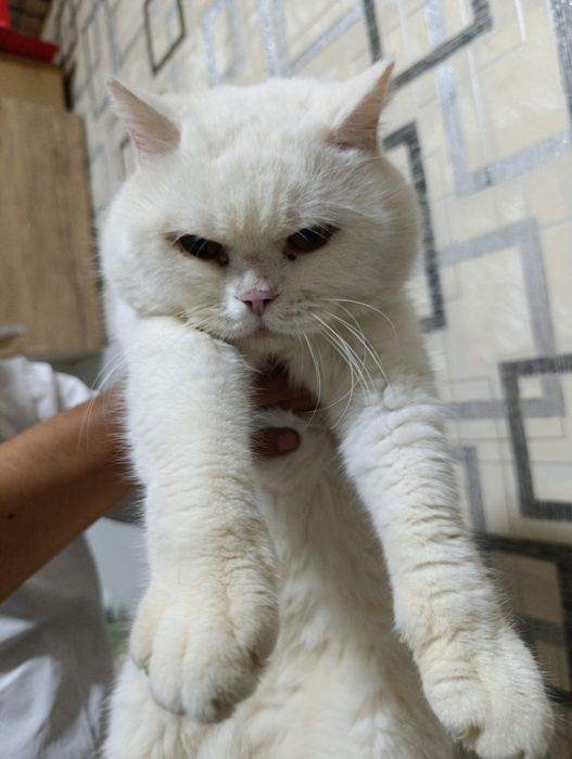 Вязка с британской шиншиллой