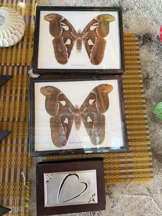 attacus atlas moth f