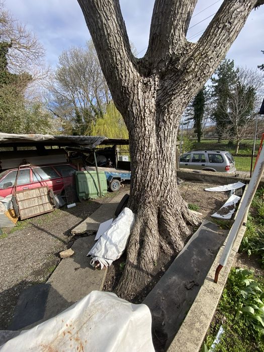 Орехов материал - ствол