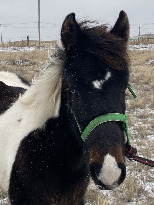 Еркек тай сатылады 330000