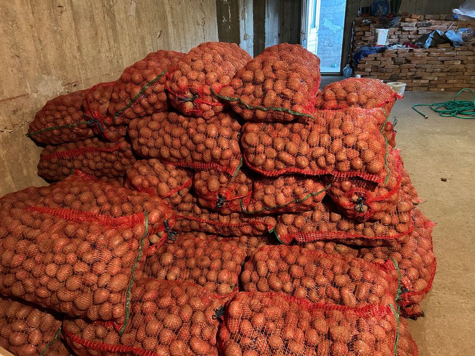 Cartofi consum si samanta