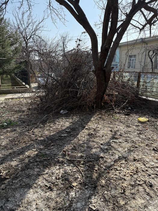 O'tin Shox shaba tekinga