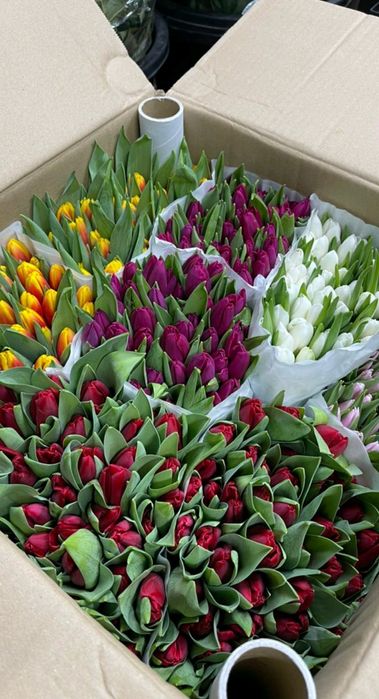 Тюльпаны из Голландии ОПТОМ