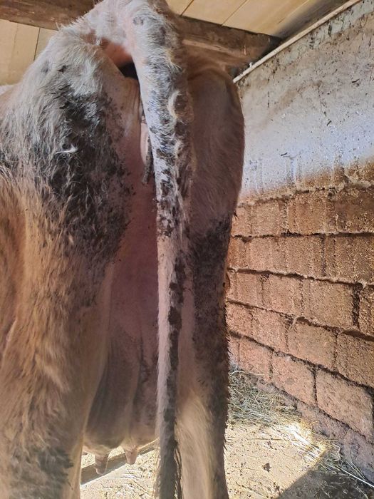 Vaca de vânzare cu vitel