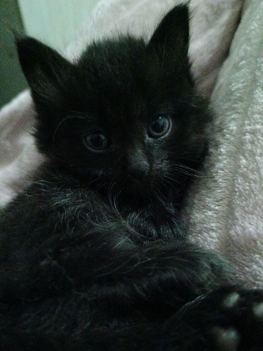 Отдам котят в хорошие руки