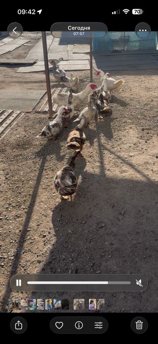 Продам индоуток хорошие