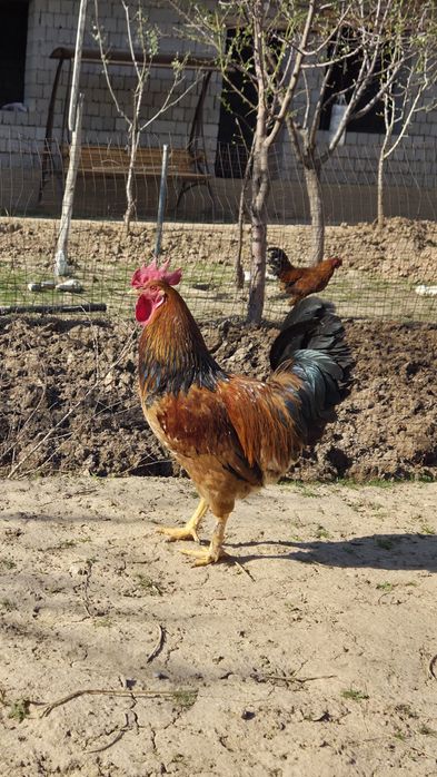 Қораз сатылады .