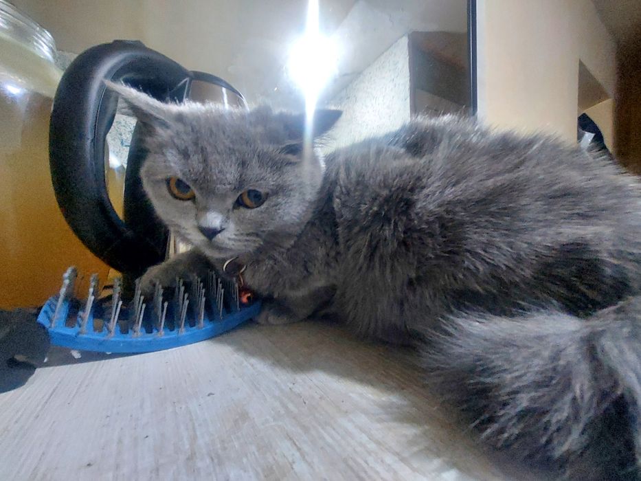 Британский скотш страйт