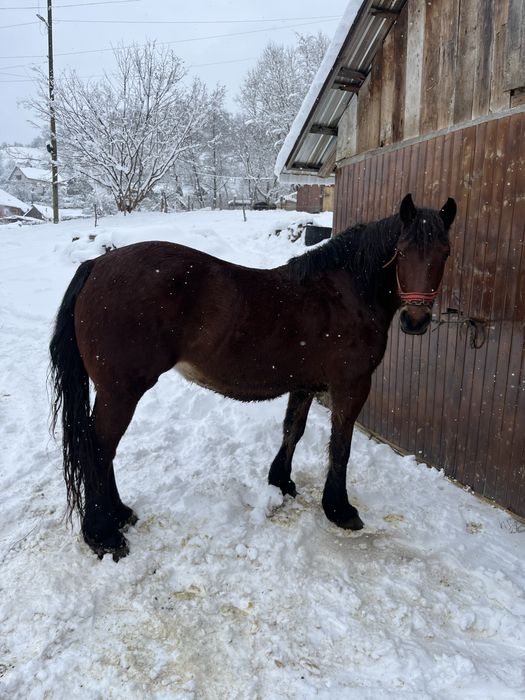 Vand iapa de 6 ani !