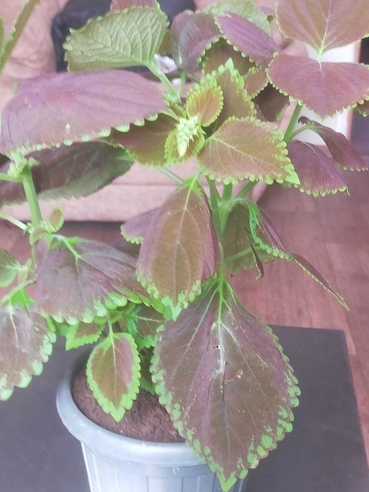 Колеусы в горшочках