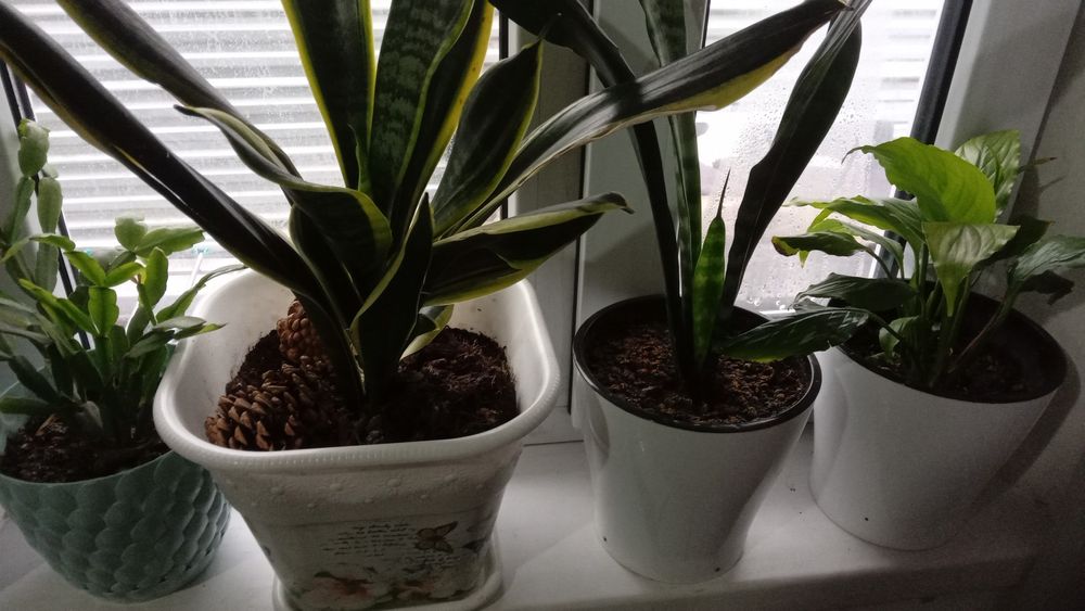 2горшка, 1клетка, 2удлинител, сувенир меч