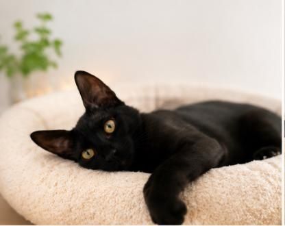 pui de pisicuta, puiut de pisic, pisica pentru adoptie,pisicuta superba, pui de adoptat
