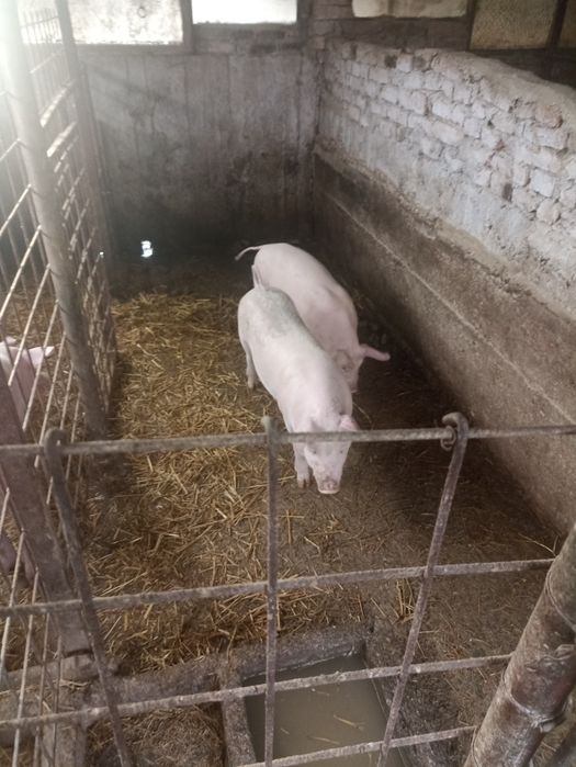 De vânzare Coteț de beton