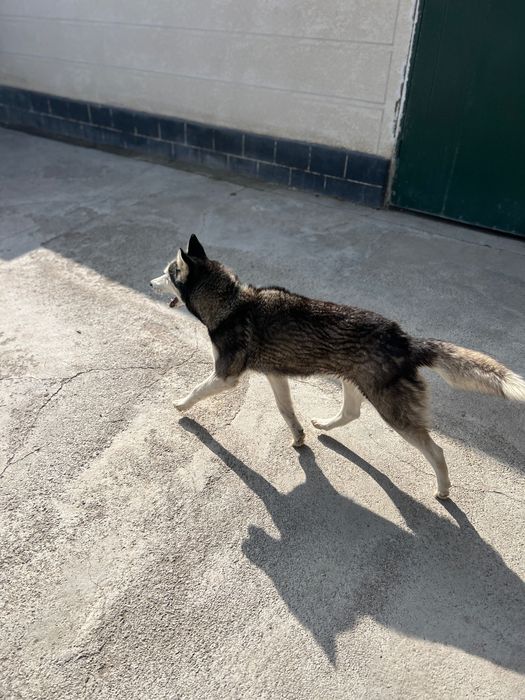 Хаски 5-7месяцев щенок