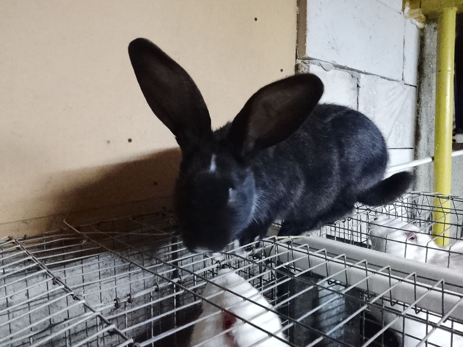 Vând iepuri hycole francez și Panon