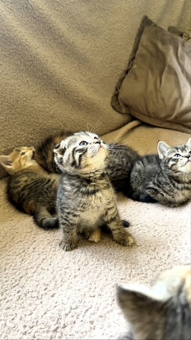 Продаются котята скотиш фолд и страйт