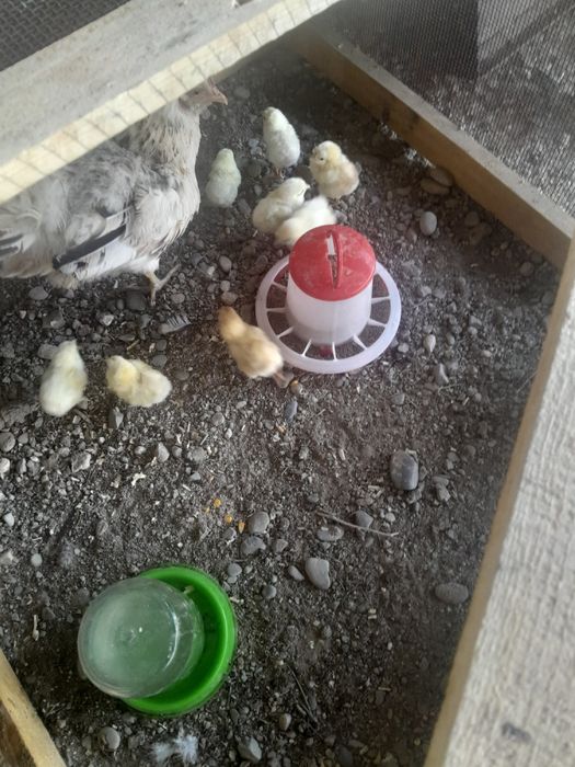 Курица с цыплятами