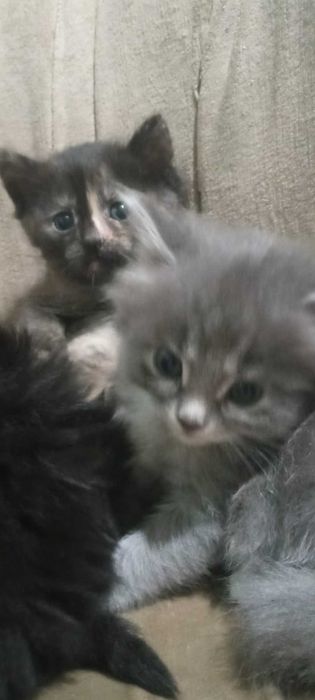 Котята в добрые руки