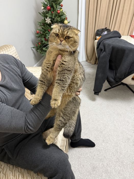 Вязка шотландская вислоухая (Scottish Fold).