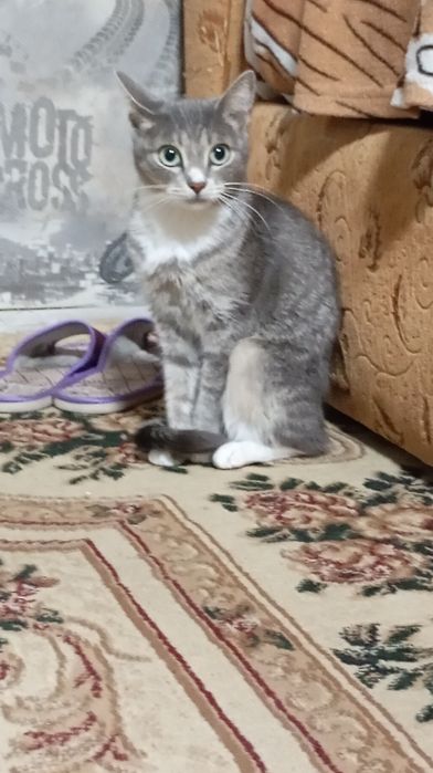 Потерялась кошка