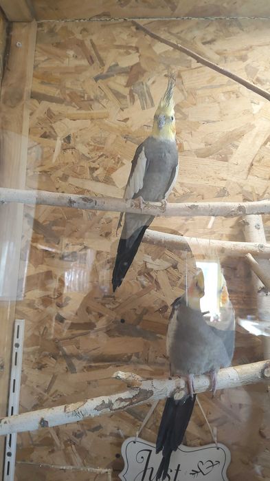 Vând sau Schimb mascul nimfa cu femela nimfa matur