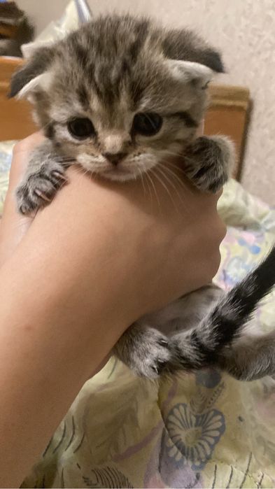 Котята британские