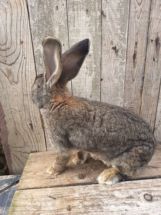 Vând  mascul de urias german