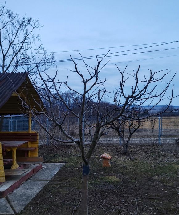 Curățare de copaci și viță de vie