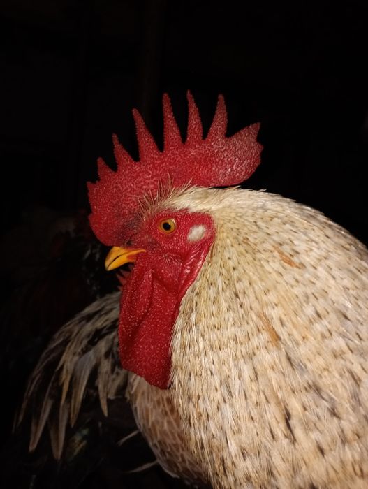 Cocoși de Matcă linie de Expoziție