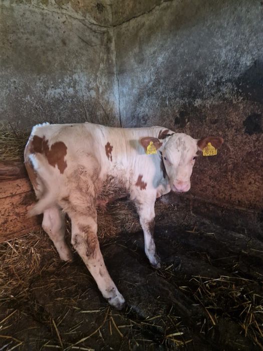Vitel (bălțată) o luna