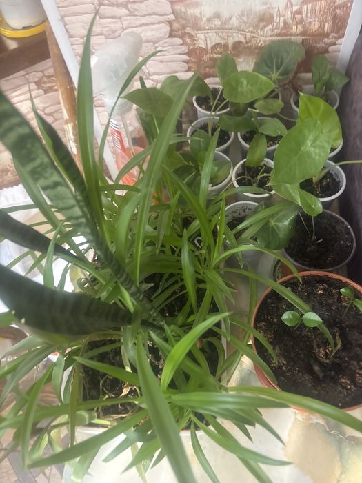 Цветы комнатные растения