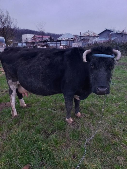 Vand vaca fatata de 4 luni fara vitel,nu impunge si sta la muls