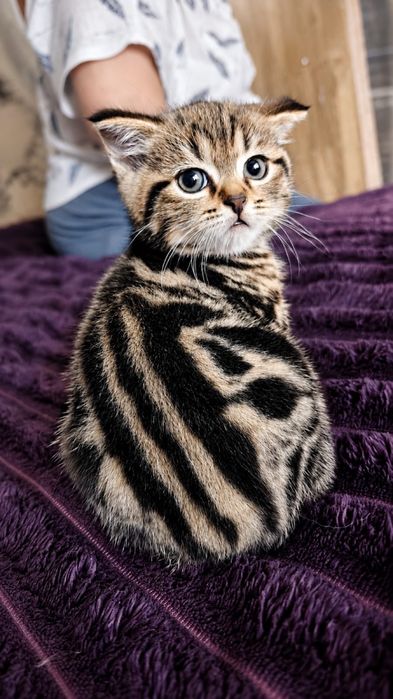 Шотландский котенок  Скоттиш-Страйт